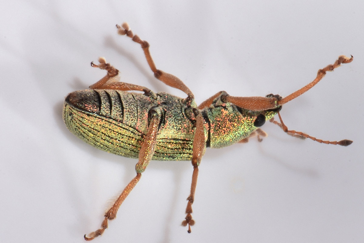 Curculionidae: Polydrusus  formosus?  No, Polydrusus frater